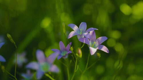 Stunning Purple Bellflower Wildflowers in Sunlit Meadow Desktop Wallpaper
