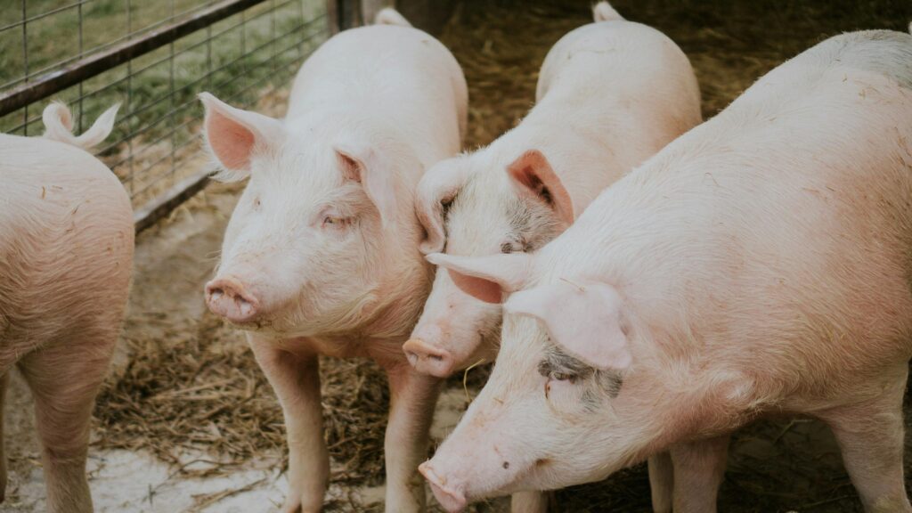 Cute Pink Farm Piglets Group High Resolution 4K Desktop Wallpaper