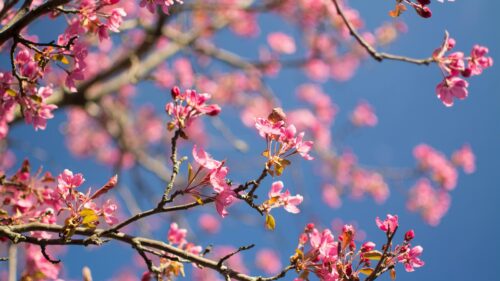 Vibrant Pink Cherry Blossom Branches Against Deep Blue Sky 4K Wallpaper
