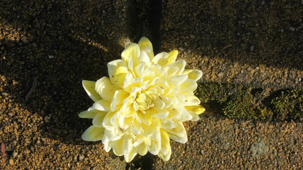 Stunning Yellow Dahlia Flower on Stone Surface 4K Desktop Wallpaper
