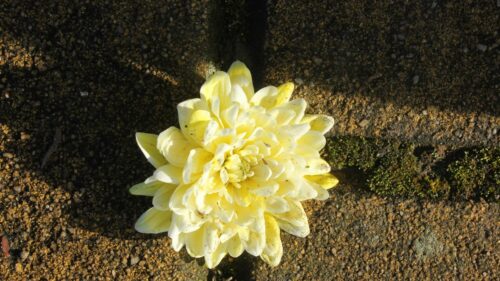 Stunning Yellow Dahlia Flower on Stone Surface 4K Desktop Wallpaper