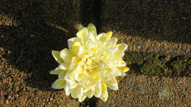 Stunning Yellow Dahlia Flower on Stone Surface 4K Desktop Wallpaper