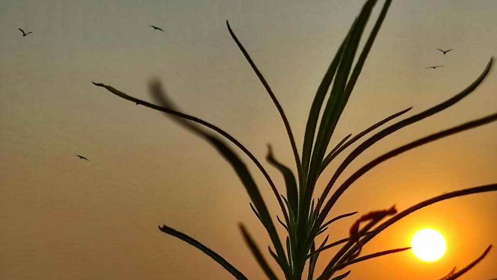 Stunning Golden Sunset with Silhouetted Plant and Birds 4K Wallpaper