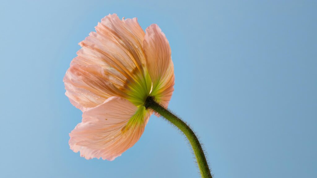 Delicate Peach Poppy Flower Against Blue Sky 4K Wallpaper