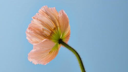 Delicate Peach Poppy Flower Against Blue Sky 4K Wallpaper