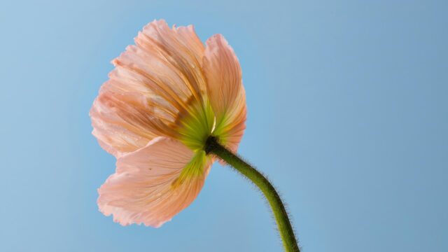 Delicate Peach Poppy Flower Against Blue Sky 4K Wallpaper