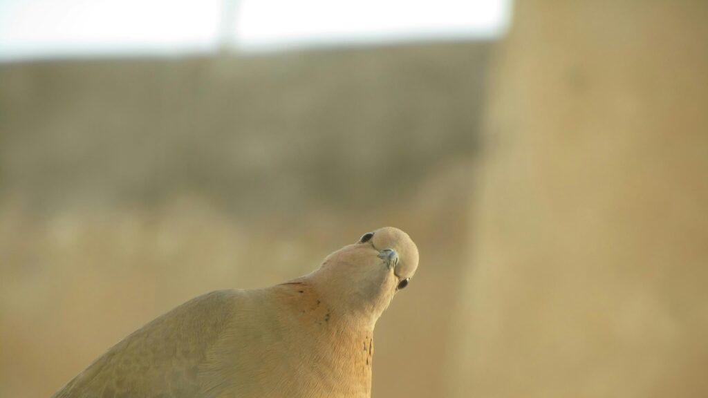 Funny Curious Dove Looking at Camera Close-Up 4K Desktop Wallpaper