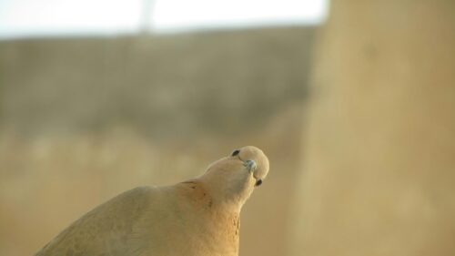 Funny Curious Dove Looking at Camera Close-Up 4K Desktop Wallpaper