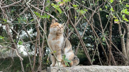 Cute Calico Cat Sitting Among Branches Desktop Wallpaper