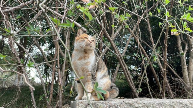 Cute Calico Cat Sitting Among Branches Desktop Wallpaper