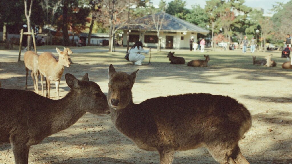 Gentle Deer Nuzzling in Nara Park Japan Desktop Wallpaper