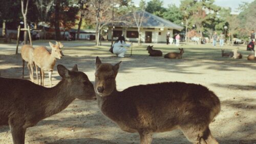 Gentle Deer Nuzzling in Nara Park Japan Desktop Wallpaper