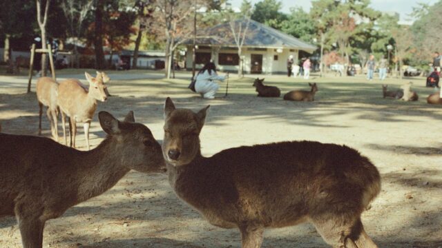 Gentle Deer Nuzzling in Nara Park Japan Desktop Wallpaper