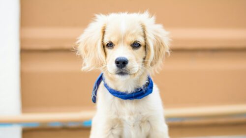 Adorable Golden Puppy with Blue Scarf Desktop Wallpaper