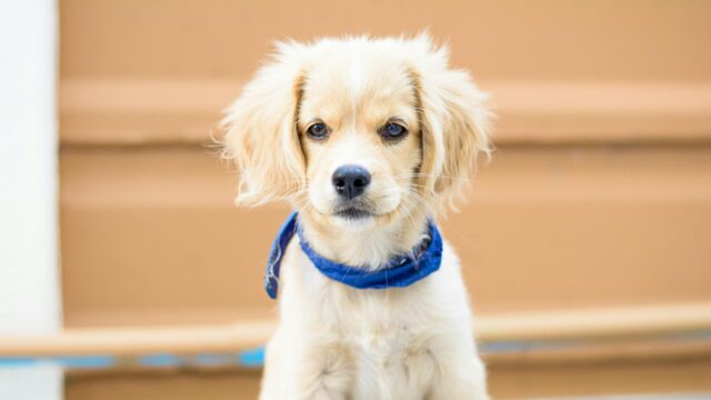 Adorable Golden Puppy with Blue Scarf Desktop Wallpaper