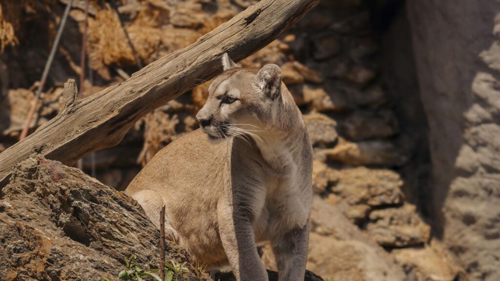 Majestic Mountain Lion Resting on Rugged Rocks 4K Desktop Wallpaper