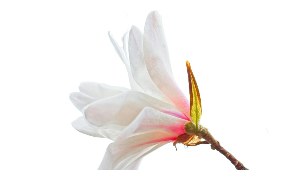 Elegant White and Pink Magnolia Flower Bloom 4K Desktop Wallpaper