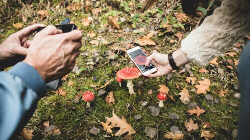 Two People Taking Photos of Wild Red Mushrooms Forest Desktop Wallpaper