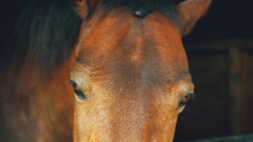 Stunning Close-up Portrait of a Beautiful Bay Horse Desktop Wallpaper