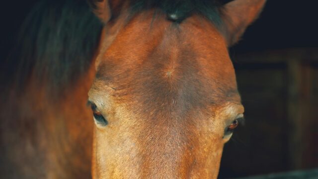 Stunning Close-up Portrait of a Beautiful Bay Horse Desktop Wallpaper