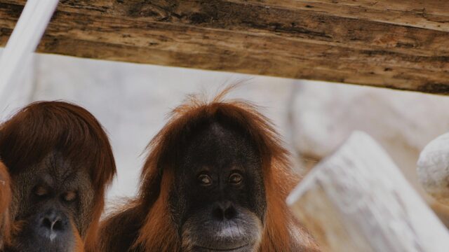 Portrait of Two Curious Orangutans Wildlife 4K Wallpaper