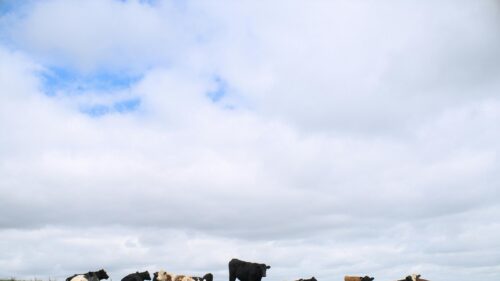Cattle Grazing Under Vast Cloudy Sky 4K Desktop Wallpaper
