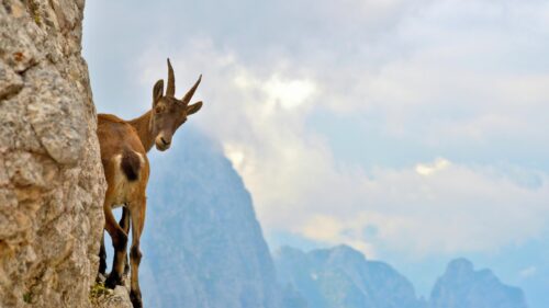 Alpine Ibex Looking Back on Mountain Cliff 4K Wallpaper