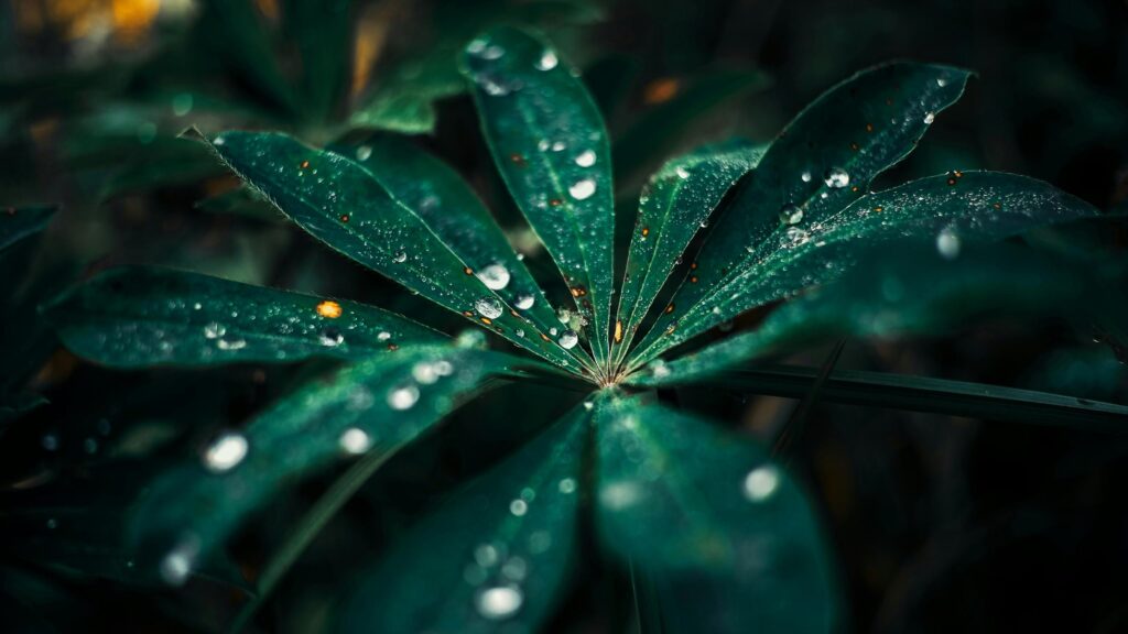 Dew Covered Lupine Leaf Macro Nature Desktop Wallpaper