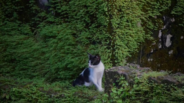 Cute Black and White Cat Resting on Mossy Stone PC Wallpaper