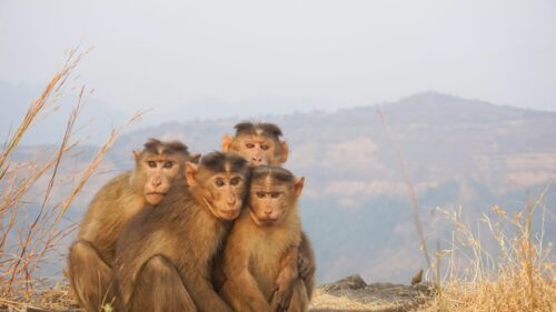 Four Funny Monkeys Huddled Together on a Mountain Cliff 4K Wallpaper