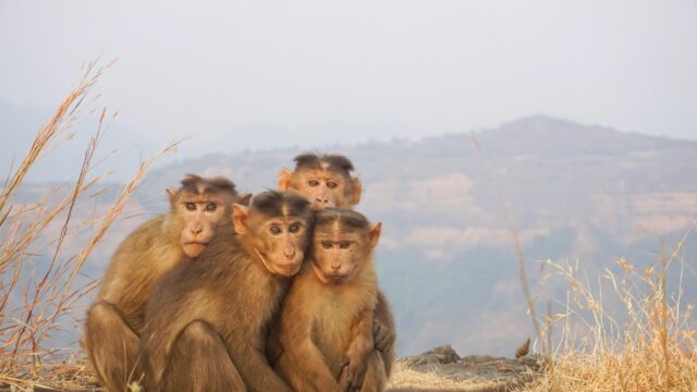 Four Funny Monkeys Huddled Together on a Mountain Cliff 4K Wallpaper