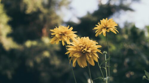 Golden Yellow Rudbeckia Flowers Bloom in Summer Meadow 4K Wallpaper