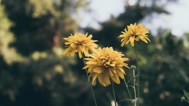 Golden Yellow Rudbeckia Flowers Bloom in Summer Meadow 4K Wallpaper