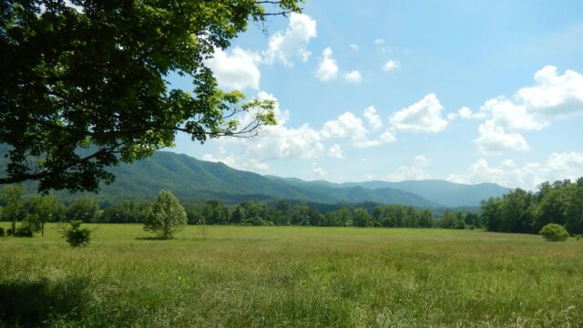 Stunning Appalachian Mountain Meadow Summer Scenery 4K Wallpaper