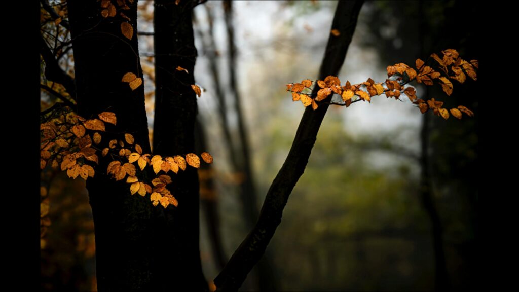 Golden Autumn Leaves on Dark Forest Branches 4K Desktop Wallpaper