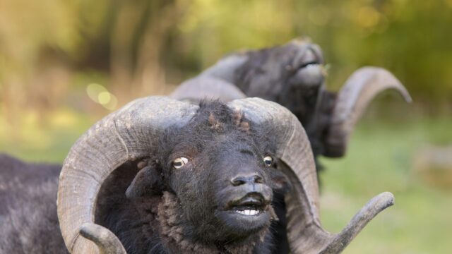 Funny Black Ouessant Sheep With Large Horns Desktop Wallpaper