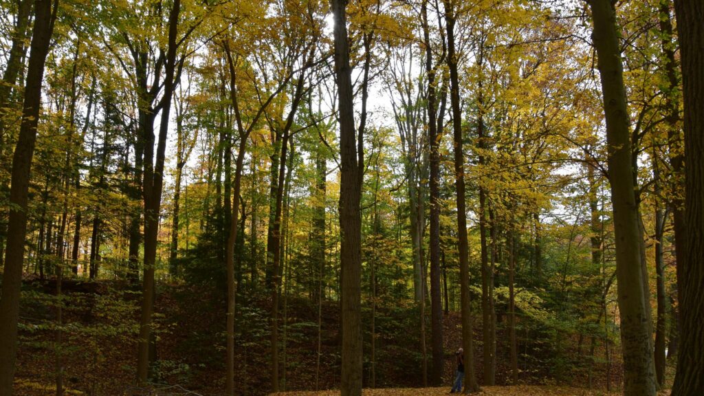 Enchanting Autumn Forest Landscape with Golden Fall Foliage Desktop Wallpaper