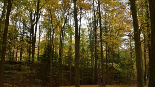 Enchanting Autumn Forest Landscape with Golden Fall Foliage Desktop Wallpaper