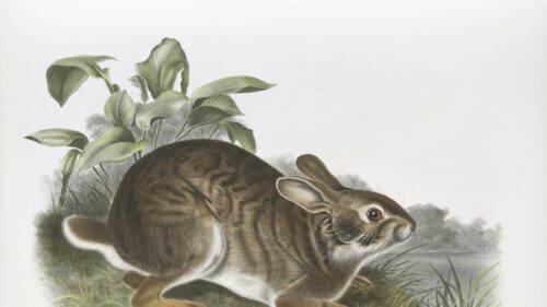 Vintage Illustration of a Brown Rabbit in Nature Desktop Wallpaper