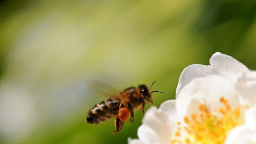 Honey Bee Collecting Pollen on White Flower 4K Wallpaper