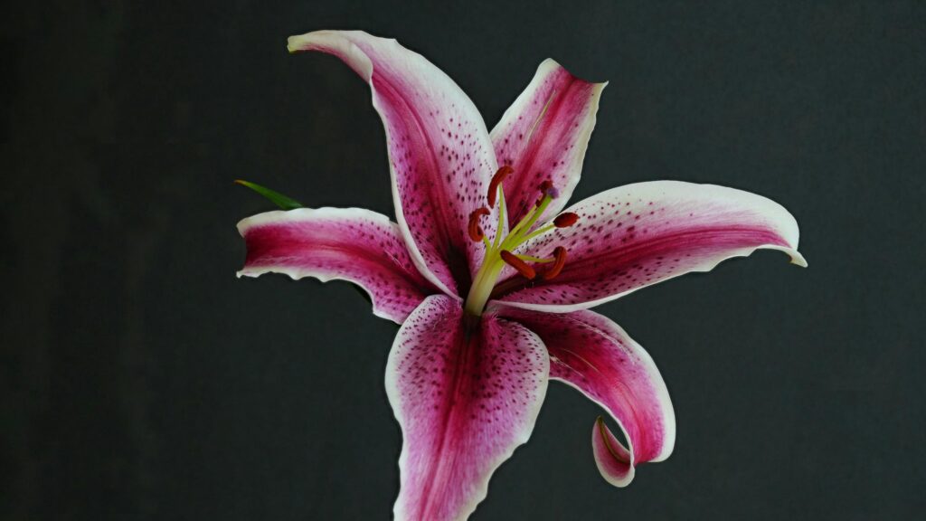 Elegant Pink and White Stargazer Lily Floral Desktop Wallpaper