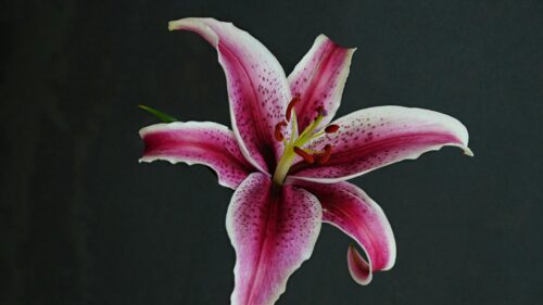 Elegant Pink and White Stargazer Lily Floral Desktop Wallpaper