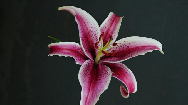 Elegant Pink and White Stargazer Lily Floral Desktop Wallpaper