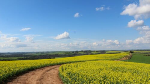 Stunning Yellow Canola Field Path Under Blue Sky Desktop Wallpaper
