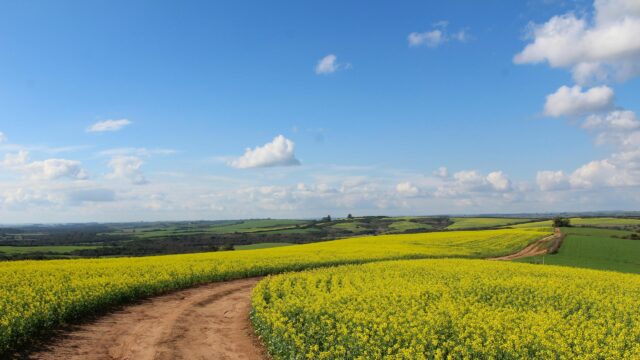Stunning Yellow Canola Field Path Under Blue Sky Desktop Wallpaper