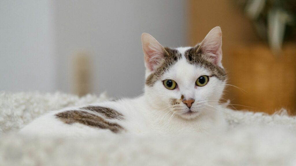 Close up Cute White Cat with Brown Markings Desktop Wallpaper