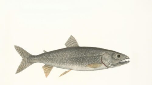 Vintage Salmonid Fish Scientific Illustration 4K Wallpaper