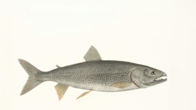Vintage Salmonid Fish Scientific Illustration 4K Wallpaper