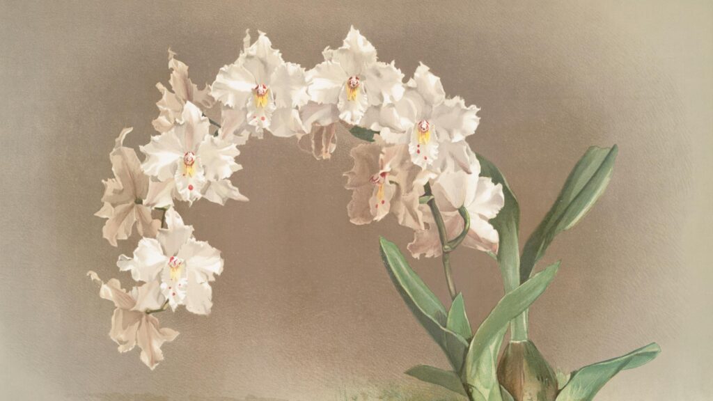 Elegant White Orchid Botanical Illustration Art 4K Desktop Wallpaper