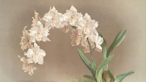 Elegant White Orchid Botanical Illustration Art 4K Desktop Wallpaper